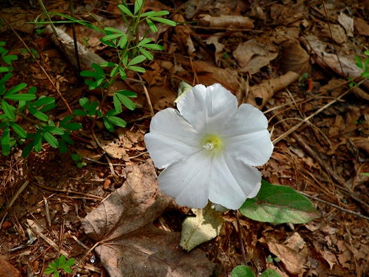 {Calystegia sericata}